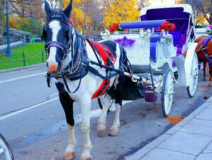Hest og vogn i Central Park