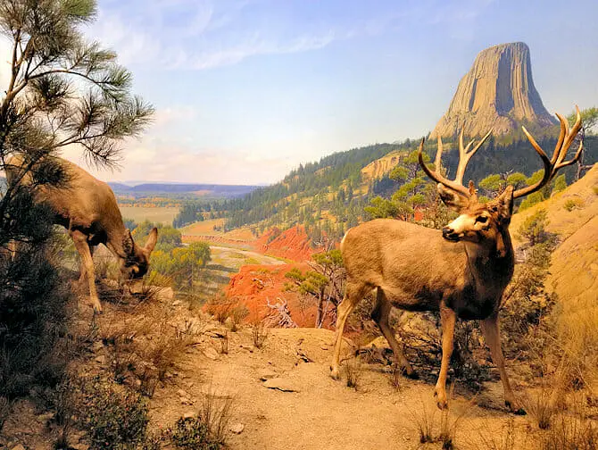 AMNH i New York - Diorama av pattedyr