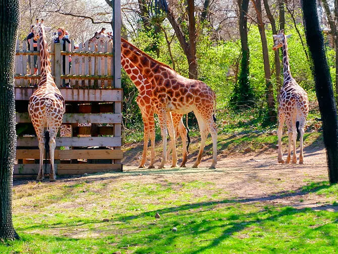 Bronx Zoo i New York - Giraffer