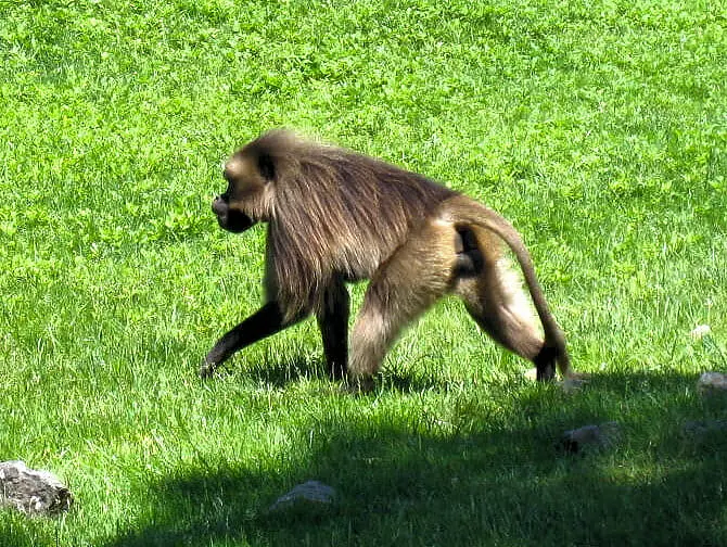 Bronx Zoo i New York - Ape