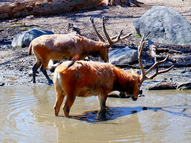 Bronx Zoo i New York - dyr som drikker