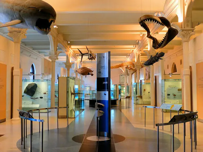 American Museum of Natural History i New York - Guidet tur