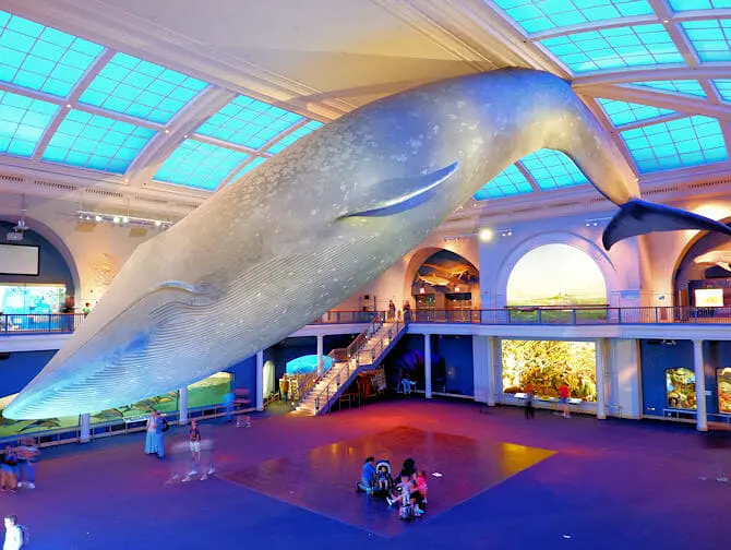 American Museum of Natural History i New York - Havliv