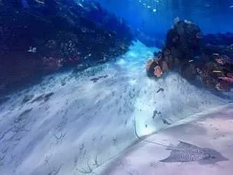 National Geographic Encounter Ocean Odyssey - Havet