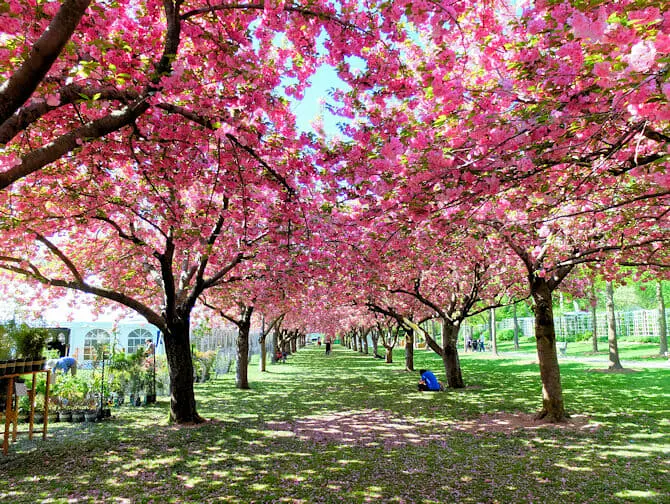 Botaniske hager i New York New York - Kirsebærblomster