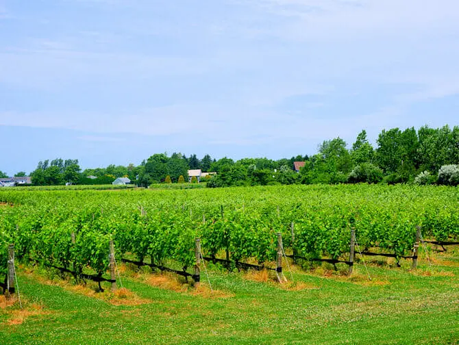 Dagstur til The Hamptons - vin