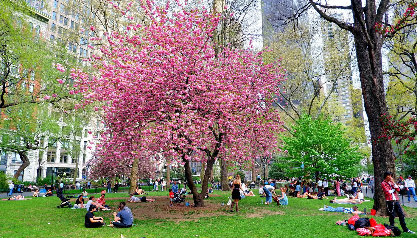 Madison Square Park i New York - Sted der newyorkere slapper av